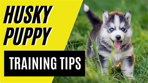 Husky training. Things To Know About Husky training. 